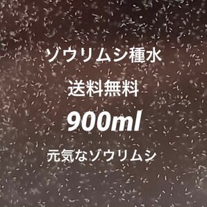 ゾウリムシ種水900ml濃縮