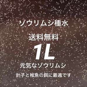 ゾウリムシ種水1リットル濃縮