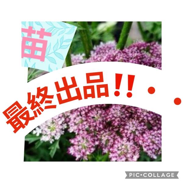 最終出品!!ブラックレースフラワー苗3株農薬不使用