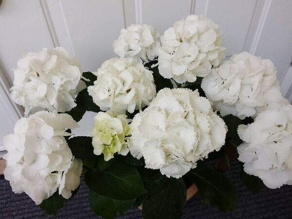 画像更新 ◆ボリューム満点◆立派な枝振り◆ 純白の紫陽花 ◆アジサイ 5号鉢