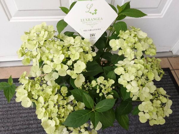 画像更新◆お色が白とグリーンに変化して素敵な紫陽花◆ボリューム満点◆ライムグリーン シャンデリーニ◆ラグランジアアジサイ