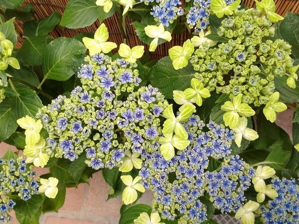 ◆ボリューム満点◆希少品種◆お色変わりの素敵な 豪華な 大島緑花 ◆ヤマアジサイ