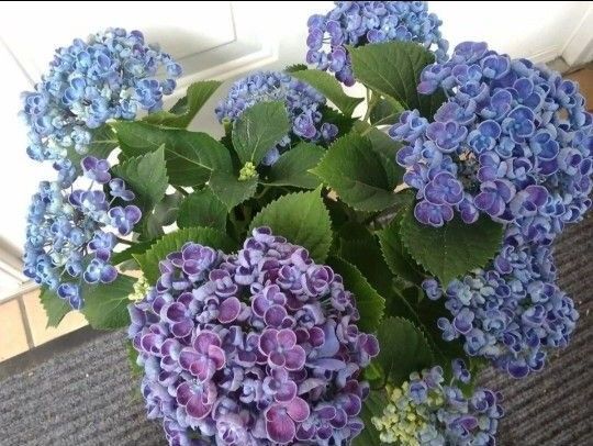 これからが楽しみなアジサイ◆ボリューム満点 立派な株立ち◆花びらが特徴的な素敵な藍色 ポップコーンアジサイ◆おたふく紫陽花