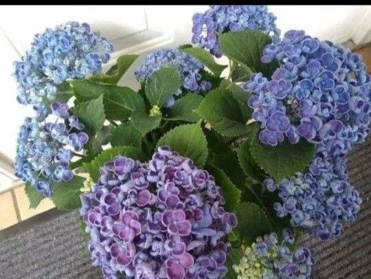 ◆ボリューム満点 立派な株立ち◆花びらが特徴的な素敵な藍色 ポップコーンアジサイ◆おたふく紫陽花