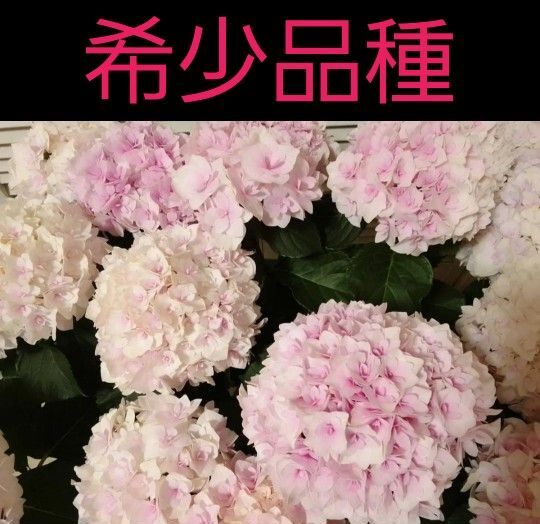 週末値下げ ◆脇芽のある元気な枝◆1本◆挿し木・挿し穂用◆てまり咲きアジサイ◆紫陽花