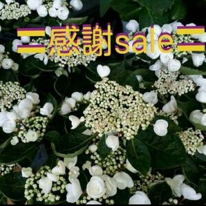 ◆挿し穂用◆レア品種◆黒軸 くるくるの花びらが可愛い紫陽花◆ラグランジア◆送料無料匿名配送