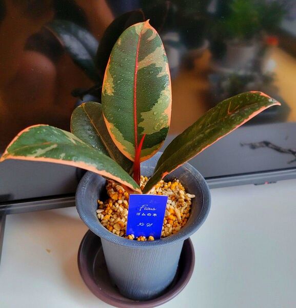 ゴムの木 フィカス フィカスルビー 希少! 観葉植物