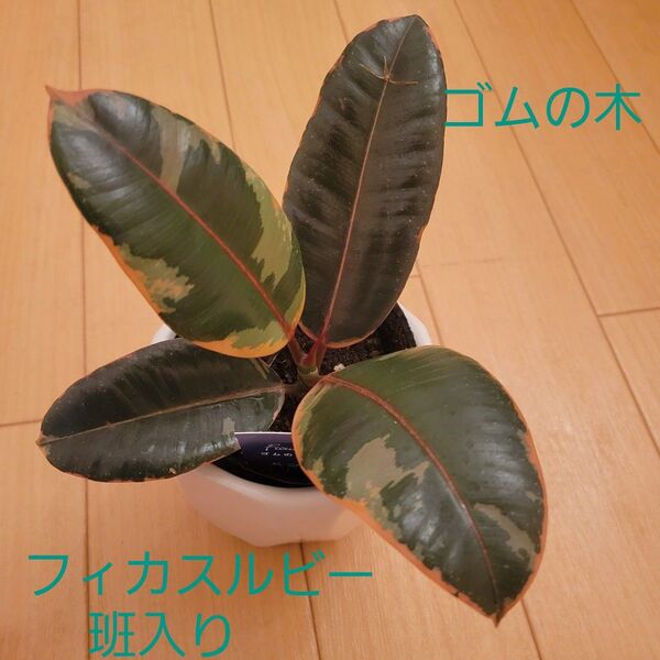 ゴムの木 フィカス フィカスルビー 希少! 観葉植物