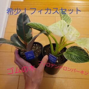 ゴムの木&フィロデンドロンバーキン 2個セット