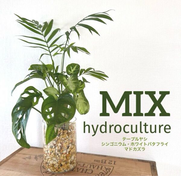 【XL】観葉植物 ハイドロカルチャー ゼオライト インテリア グリーン テーブルヤシ マドカズラ シンゴニウム