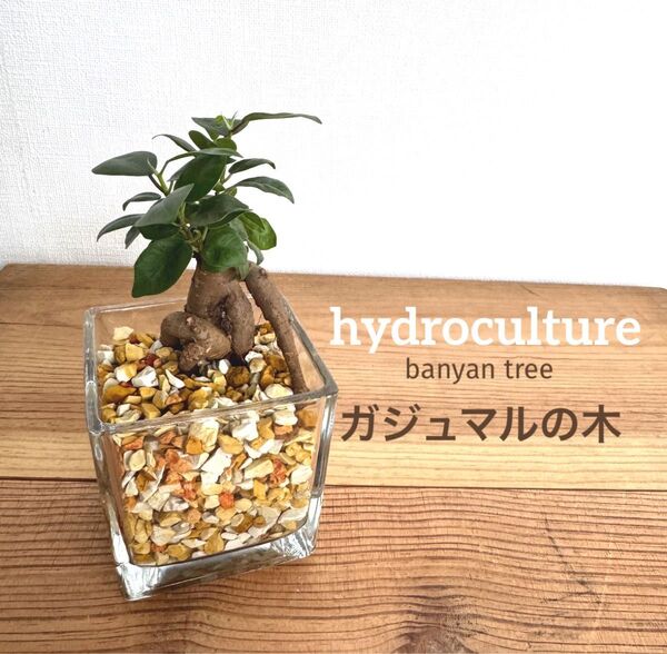 【S】ガジュマル 虫が寄り付かない観葉植物 ハイドロカルチャー ゼオライト インテリアグリーン ガジュマルの木 精霊の宿る木 置物