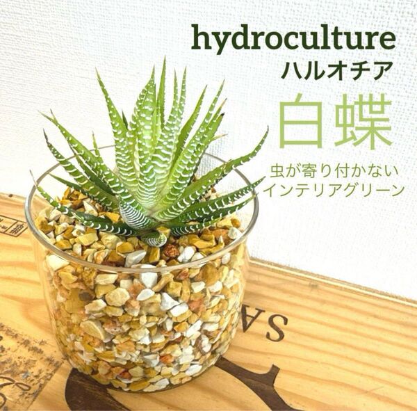 観葉植物 ハイドロカルチャー ハルオチア 白蝶 ハクチョウ 水耕栽培 多肉植物 アロエ ハオルチア Aloe hybrid