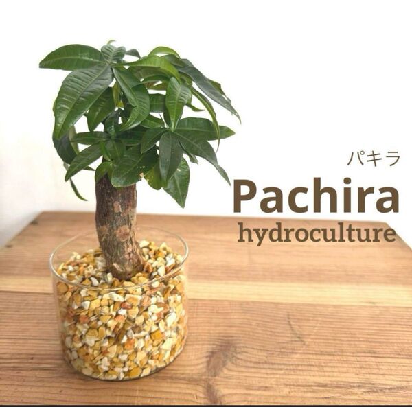 【パキラ】観葉植物 ハイドロカルチャー ゼオライト インテリアグリーン