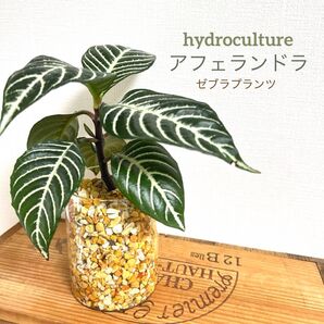 【XL】アフェランドラ ゼブラプランツ 大型 観葉植物 ハイドロカルチャー 虫が寄り付かない観葉植物 水耕栽培