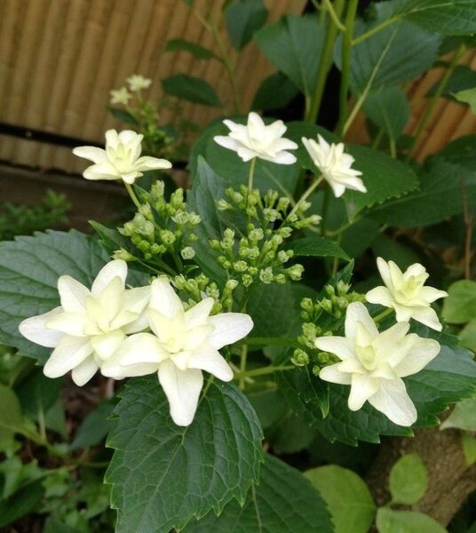 アジサイ隅田の花火 挿し穂 3本