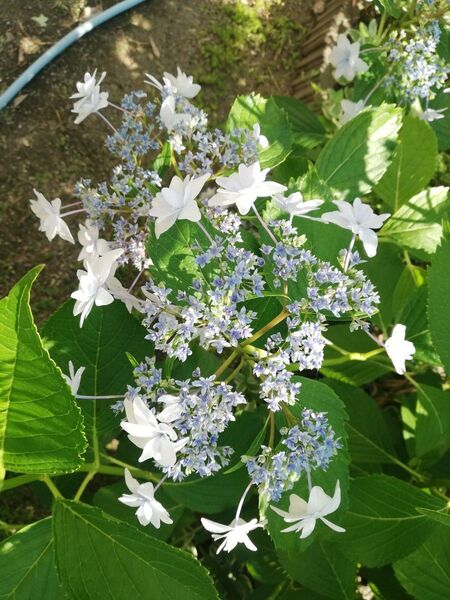 アジサイ隅田の花火 挿し穂 5本