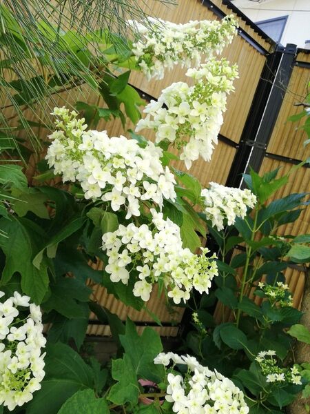 柏葉アジサイ 挿し穂 3本