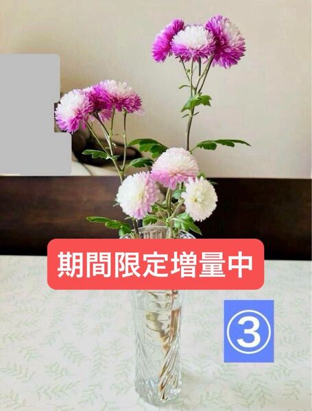③【期間限定増量中】初夢 年末年始を彩る八重咲き寒菊挿し木苗1株+1株計2株 耐寒性多年宿根草 山野草