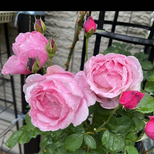 薔薇苗