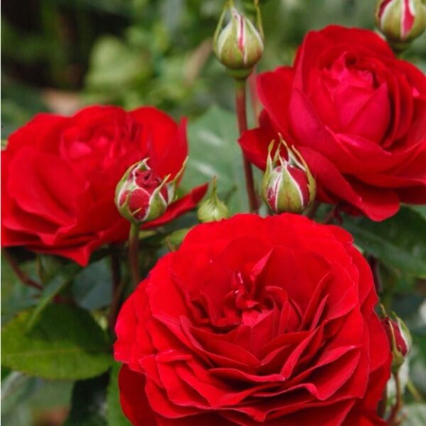 薔薇苗