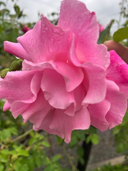 薔薇大苗
