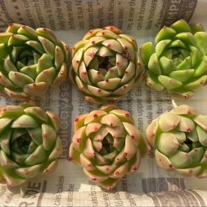 多肉植物 スパイ 6個セット