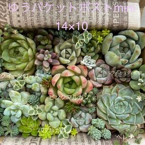 多肉植物 韓国苗 クイーンローズ ヘレナ ピンクマルガン入り 寄せ植えセット