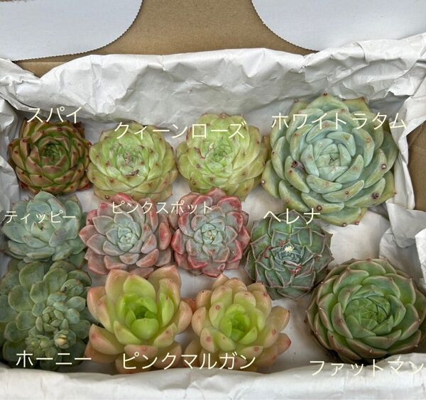 多肉植物 中〜大苗 ピンクスポット入り 詰め合せセット ゆうパケット箱発送