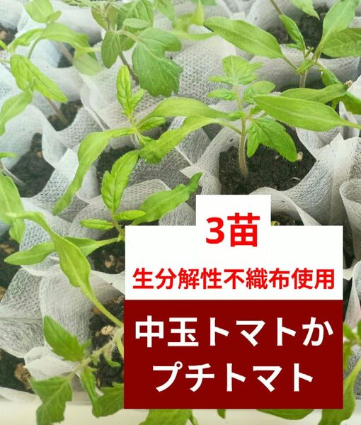 訳あり【中玉トマト】 野菜苗 3苗 生分解性不織布使用 このまま植えられる! トマト苗