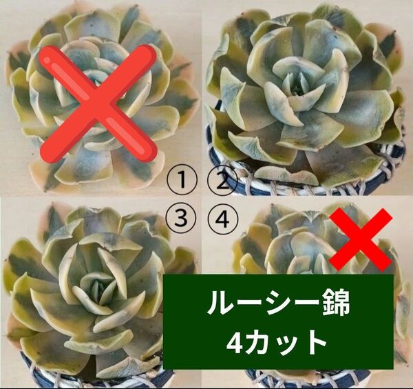 《ルーシー錦》 カット苗 2カット 大苗 エケベリア 多肉植物 発根管理中 斑入り
