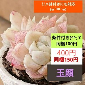 《玉顔》 抜き苗 小苗 多頭 エケベリア 多肉植物 輸入苗 可愛い紅葉 売り尽くし!!