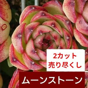 《ムーンストーン》 2カット カット苗 エケベリア 多肉植物 単頭 双頭 売り尽くしなので同梱割無し