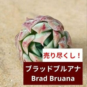 《ブラッドブルアナ》 BradBruana カット苗 エケベリア 多肉植物 血斑 珍しい! 売り尽くしの為同梱割なし