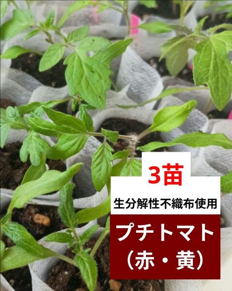 《プチトマトの苗》 3苗 赤か黄色 品種不明 生分解性不織布使用 そのまま植えられるヽ(^◇^*)/♪ トマト苗 プランター栽培