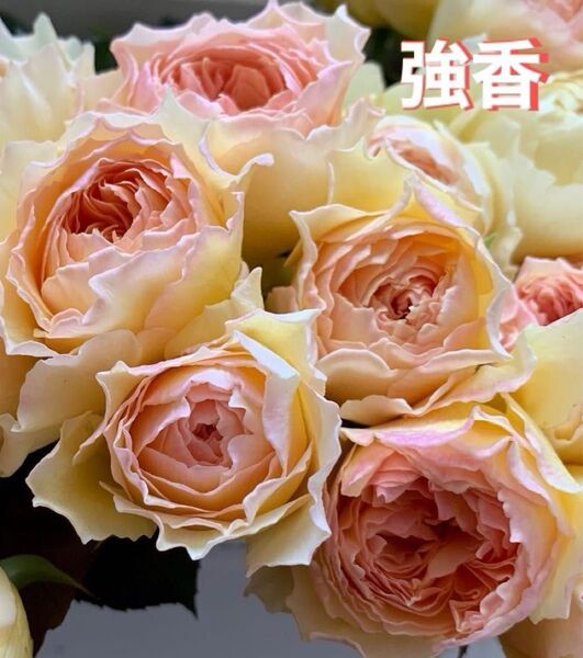 バラ苗 強香品種 K-⑦