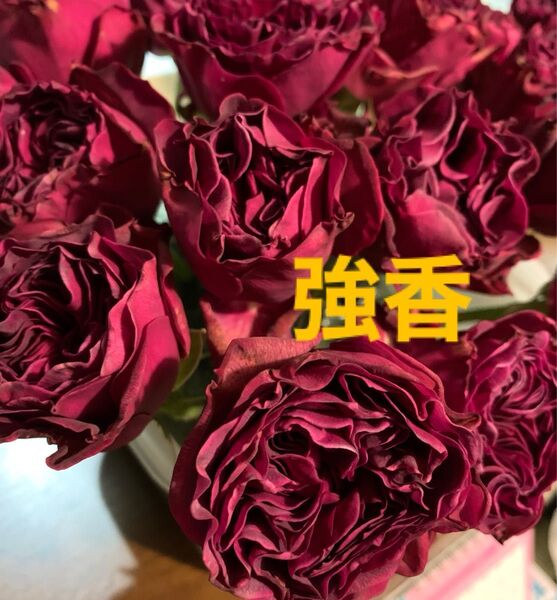 バラ苗 強香品種 H-4