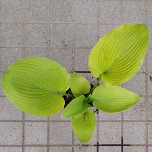 ブルーマンモス色変わり大株 1株