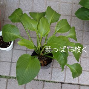 レイクサイド ブラックサテン現品 1鉢 つぼみ2ケ付き 葉っぱ15枚くらい