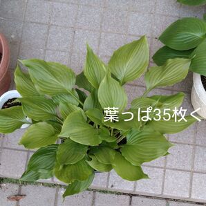 レイクサイド ブラックサテン現品 1鉢 葉っぱ35枚くらい つぼみ4ケ付き