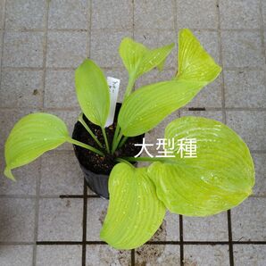 ブルーマンモス(色変わり) 大株の株分け苗 1株