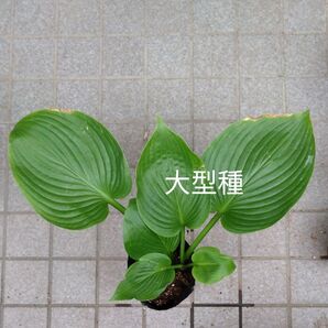 ブルーマンモス大株 1株
