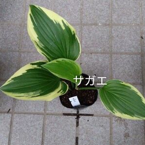 サガエ 1株
