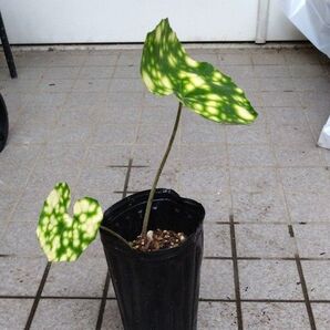 ホタル斑ツワブキ 1株