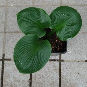 ビッグダディ大株の株分け苗 1株 中サイズ