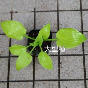 ブルーマンモス(色変わり) 苗 1株 中サイズ