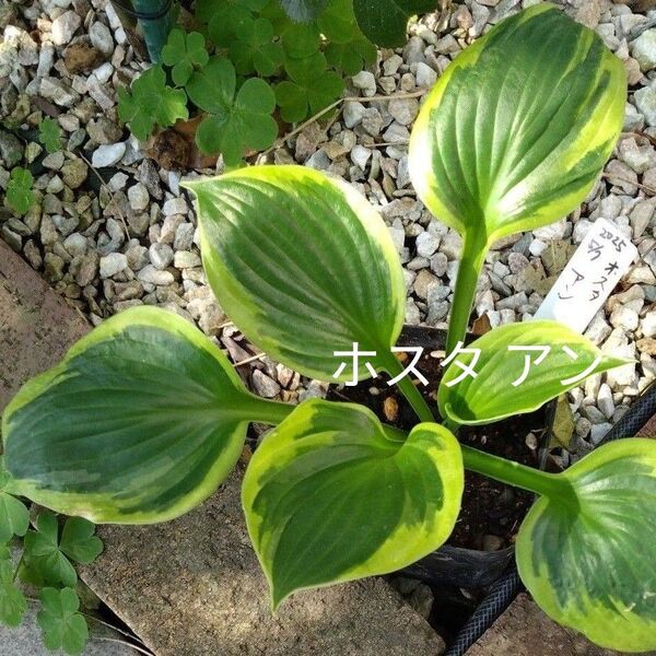 ホスタ アン(アンネ) 1株