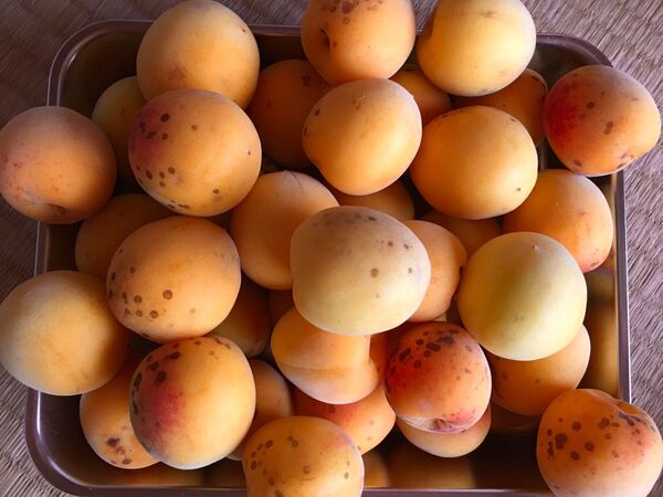 紀州南高梅 完熟 追熟 1kg サイズバラバラ 無農薬 和歌山県産