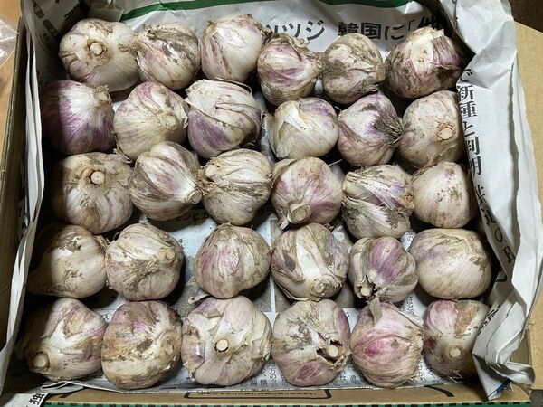 鳥取県産 農薬不使用 生ニンニク土付き Sサイズ1kg