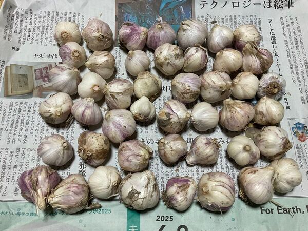 鳥取県産 農薬不使用 生ニンニクミニ 800g ネコポス