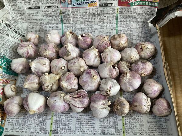 鳥取県産 農薬不使用 生ニンニクミニ 800g ネコポス